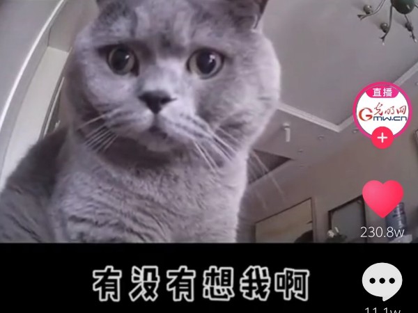 疫情當前，安防監控攝像頭下的“寵物”讓人淚目